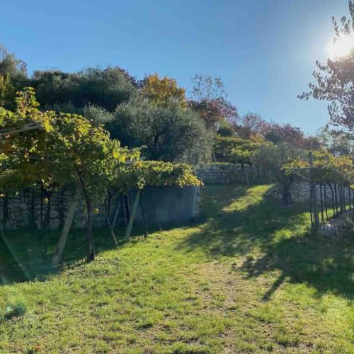 Organic and Biodynamic Wine: The Natural Choice for Quality and Sustainability