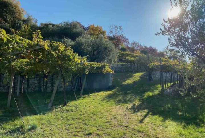 Organic and Biodynamic Wine: The Natural Choice for Quality and Sustainability