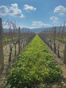 Sovescio Ridolfi Montalcino Bevino Wijnimport